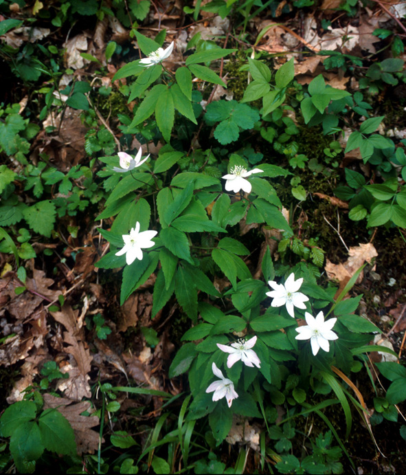 Anemone trifolia L. in un bosco vicino casa